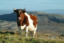 Cow in BurrenLIFE Project