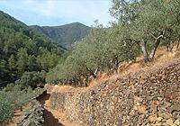 Olive grove