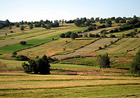 The landscape mosaic in the German Rh&ouml;n harbours many rare species.