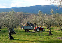 Tractor in olive grove (Spain)