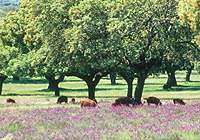 Pigs in the Extremadura