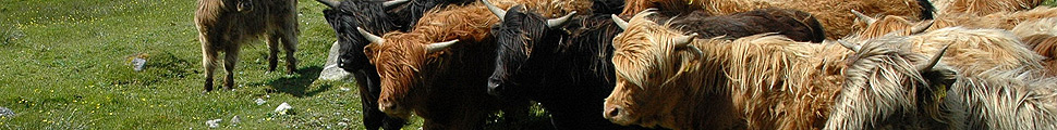 Highland cattle