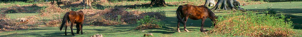 Together with cattle & pigs, horses & ponys have played a vital part in the shaping of the New Forest (UK)