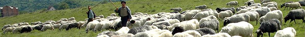 Shepherds in the Romanian Maramures region