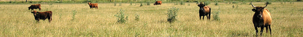 The German &bdquo;Serengeti&ldquo; &ndash; large-scale grazing with Heck-cattle in Thuringia