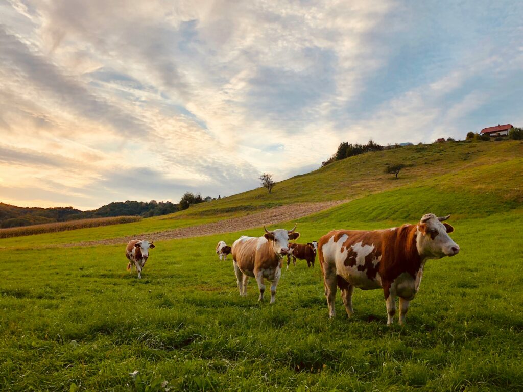 cows unsplash
